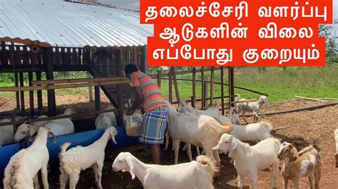 goat farming in tamilnadu